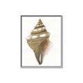 Picture of Sea Shell I _GroupedProduct_Rectangle_Portrait_Canvas_Framed_
