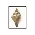 Picture of Sea Shell I _GroupedProduct_Rectangle_Portrait_Canvas_Framed_