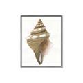 Picture of Sea Shell I _GroupedProduct_Rectangle_Portrait_Canvas_Framed_