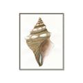 Picture of Sea Shell I _GroupedProduct_Rectangle_Portrait_Canvas_Framed_