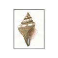 Picture of Sea Shell I _GroupedProduct_Rectangle_Portrait_Canvas_Framed_