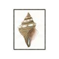 Picture of Sea Shell I _GroupedProduct_Rectangle_Portrait_Canvas_Framed_
