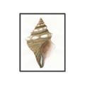 Picture of Sea Shell I _GroupedProduct_Rectangle_Portrait_Canvas_Framed_
