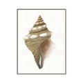 Picture of Sea Shell I _GroupedProduct_Rectangle_Portrait_Canvas_Framed_