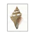 Picture of Sea Shell I _GroupedProduct_Rectangle_Portrait_Canvas_Framed_