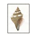 Picture of Sea Shell I _GroupedProduct_Rectangle_Portrait_Canvas_Framed_