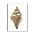 Picture of Sea Shell I _GroupedProduct_Rectangle_Portrait_Canvas_Framed_