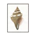 Picture of Sea Shell I _GroupedProduct_Rectangle_Portrait_Canvas_Framed_