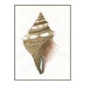 Picture of Sea Shell I _GroupedProduct_Rectangle_Portrait_Canvas_Framed_