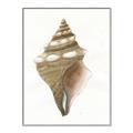 Picture of Sea Shell I _GroupedProduct_Rectangle_Portrait_Canvas_Framed_