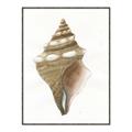 Picture of Sea Shell I _GroupedProduct_Rectangle_Portrait_Canvas_Framed_