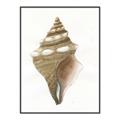 Picture of Sea Shell I _GroupedProduct_Rectangle_Portrait_Canvas_Framed_