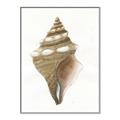 Picture of Sea Shell I _GroupedProduct_Rectangle_Portrait_Canvas_Framed_