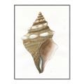 Picture of Sea Shell I _GroupedProduct_Rectangle_Portrait_Canvas_Framed_