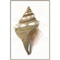 Picture of Sea Shell I _GroupedProduct_Rectangle_Portrait_Canvas_Framed_
