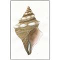 Picture of Sea Shell I _GroupedProduct_Rectangle_Portrait_Canvas_Framed_