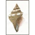 Picture of Sea Shell I _GroupedProduct_Rectangle_Portrait_Canvas_Framed_
