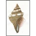 Picture of Sea Shell I _GroupedProduct_Rectangle_Portrait_Canvas_Framed_