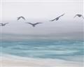 Picture of Silver Birds  _GroupedProduct_Rectangle_Landscape_Unframed_Print_Only_