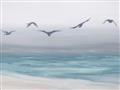 Picture of Silver Birds  _GroupedProduct_Rectangle_Landscape_Unframed_Print_Only_