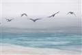 Picture of Silver Birds  _GroupedProduct_Rectangle_Landscape_Unframed_Print_Only_