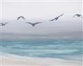Picture of Silver Birds  _GroupedProduct_Rectangle_Landscape_Unframed_Print_Only_