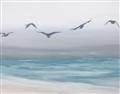 Picture of Silver Birds  _GroupedProduct_Rectangle_Landscape_Unframed_Print_Only_