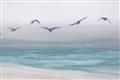 Picture of Silver Birds  _GroupedProduct_Rectangle_Landscape_Unframed_Print_Only_