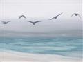 Picture of Silver Birds  _GroupedProduct_Rectangle_Landscape_Unframed_Print_Only_