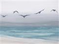 Picture of Silver Birds  _GroupedProduct_Rectangle_Landscape_Unframed_Print_Only_