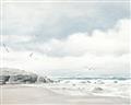Picture of Birds on beach _GroupedProduct_Rectangle_Landscape_Unframed_Print_Only_