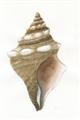 Picture of Sea Shell I _GroupedProduct_Rectangle_Portrait_Unframed_Print_Only_