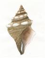 Picture of Sea Shell I _GroupedProduct_Rectangle_Portrait_Unframed_Print_Only_
