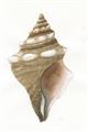 Picture of Sea Shell I _GroupedProduct_Rectangle_Portrait_Unframed_Print_Only_