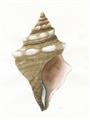 Picture of Sea Shell I _GroupedProduct_Rectangle_Portrait_Unframed_Print_Only_
