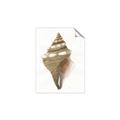 Picture of Sea Shell I _GroupedProduct_Rectangle_Portrait_Unframed_Print_Only_