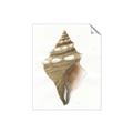 Picture of Sea Shell I _GroupedProduct_Rectangle_Portrait_Unframed_Print_Only_