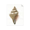 Picture of Sea Shell I _GroupedProduct_Rectangle_Portrait_Unframed_Print_Only_