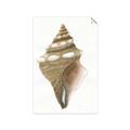 Picture of Sea Shell I _GroupedProduct_Rectangle_Portrait_Unframed_Print_Only_