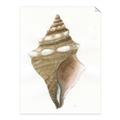 Picture of Sea Shell I _GroupedProduct_Rectangle_Portrait_Unframed_Print_Only_