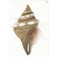 Picture of Sea Shell I _GroupedProduct_Rectangle_Portrait_Unframed_Print_Only_