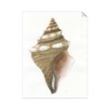 Picture of Sea Shell I _GroupedProduct_Rectangle_Portrait_Unframed_Print_Only_