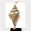 Picture of Sea Shell I _GroupedProduct_Rectangle_Portrait_Canvas_