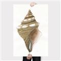 Picture of Sea Shell I _GroupedProduct_Rectangle_Portrait_Canvas_