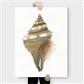 Picture of Sea Shell I _GroupedProduct_Rectangle_Portrait_Canvas_