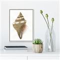 Picture of Sea Shell I _GroupedProduct_Rectangle_Portrait_Canvas_Framed_
