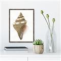 Picture of Sea Shell I _GroupedProduct_Rectangle_Portrait_Canvas_Framed_