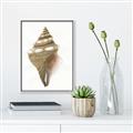 Picture of Sea Shell I _GroupedProduct_Rectangle_Portrait_Canvas_Framed_