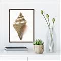 Picture of Sea Shell I _GroupedProduct_Rectangle_Portrait_Canvas_Framed_