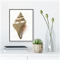 Picture of Sea Shell I _GroupedProduct_Rectangle_Portrait_Canvas_Framed_